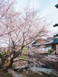 🚶‍♂️🌸不走回頭路的祇園賞櫻路線