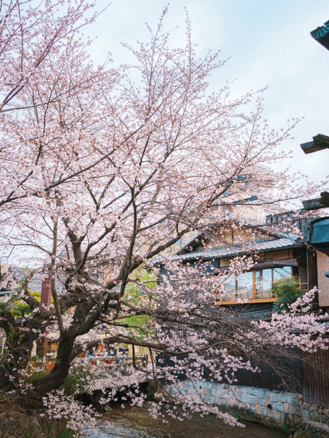 🚶‍♂️🌸不走回頭路的祇園賞櫻路線