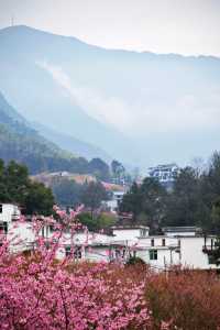 剛登上央視的明月山櫻花花海現狀是……