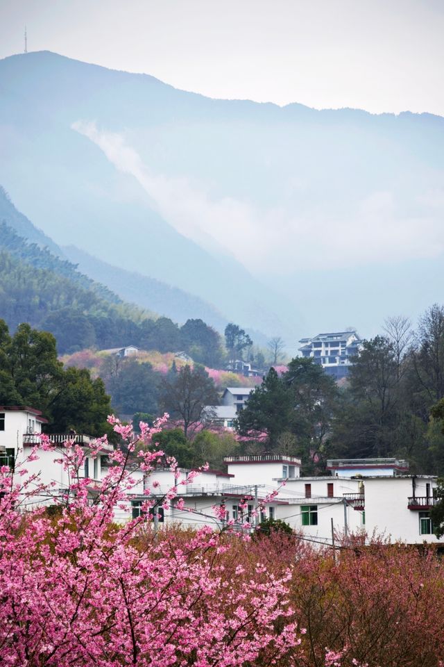 剛登上央視的明月山櫻花花海現狀是……