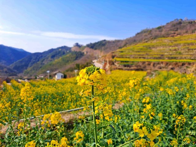 覆卮山千年梯田—大地上的金色詩行