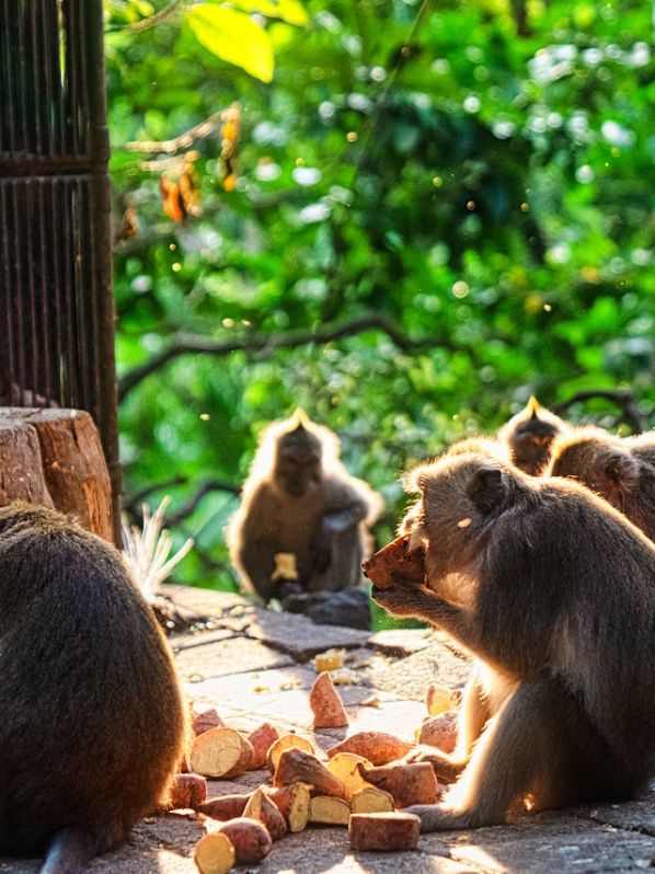Ubud, Bali: Temple Run Adventure 🌿 Ubud, Bali: Temple Run Adventure 🌿