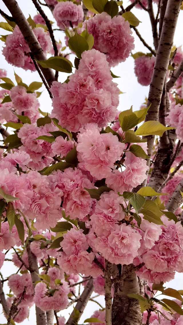 溫哥華櫻情速遞20 | 春日小巷裡的盲盒