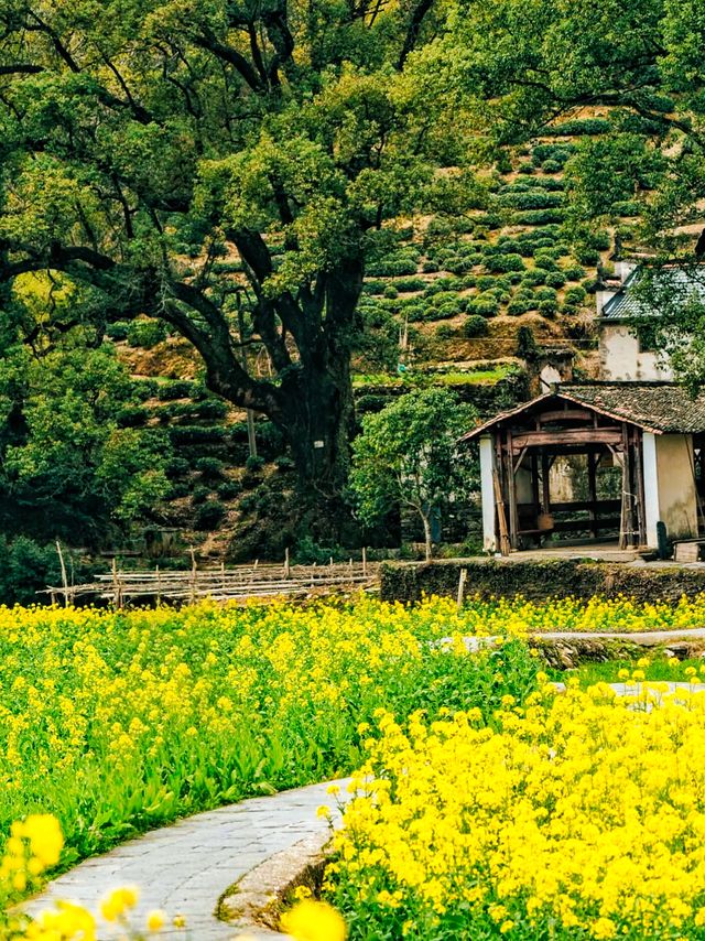 【婺源四日漫遊指南｜從油菜花海到徽州古村的深度攻略】