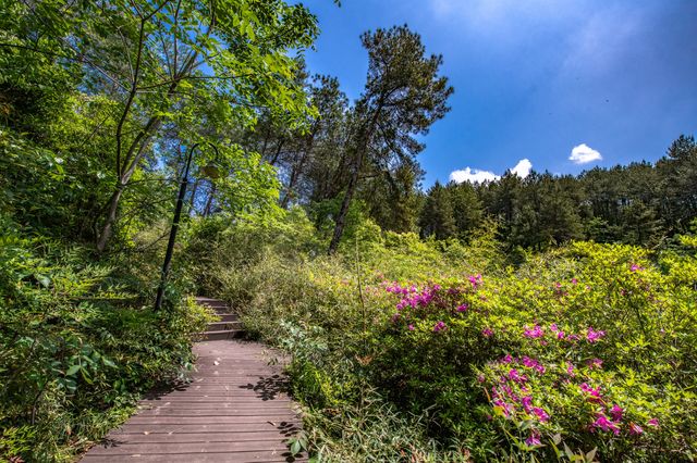 屯溪稽靈山：黃山市區不多見的原生態公園，森呼吸的絕佳去處！