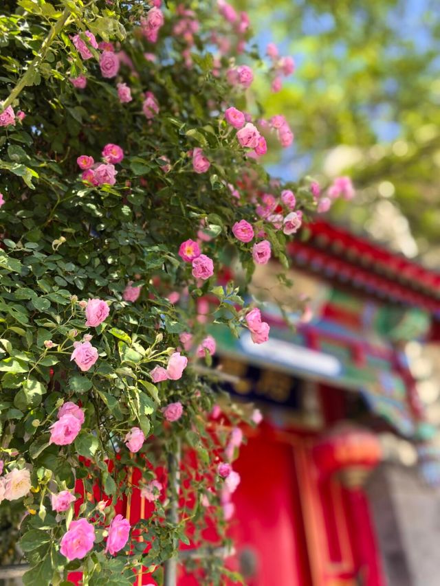 4.28實拍︱壽比胡同嘅玫瑰花上線啦