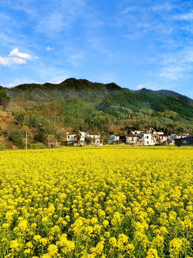 Wuyuan Travel Guide: A Worthwhile Guide to Seeing Rape Flowers in Wuyuan in April