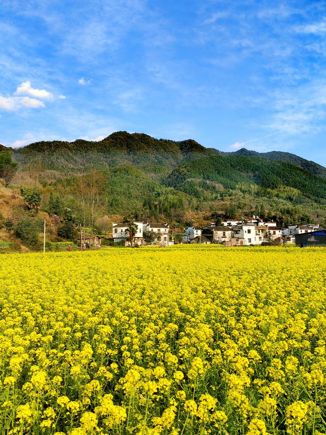 婺源旅行丨婺源四月賞油菜花攻略 真嘅值得