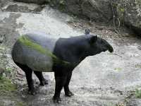 Budget Friendly Pandas At Taipei Zoo! Fun For All The Family 