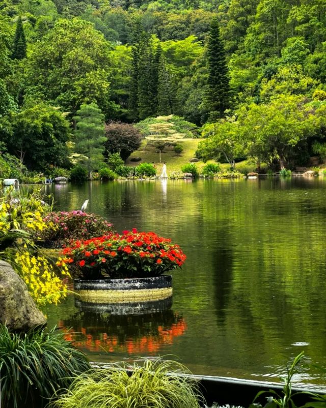 一齊去公園行下·深圳仙湖植物園！