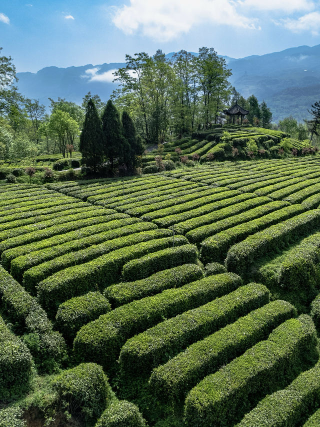 二刷青木川！茶園旁山景古色古香大宅超chill