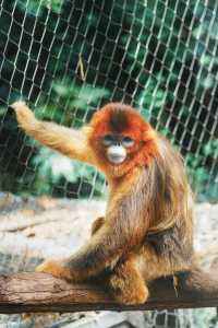 請收好這份限定攻略｜南京紅山森林動物園