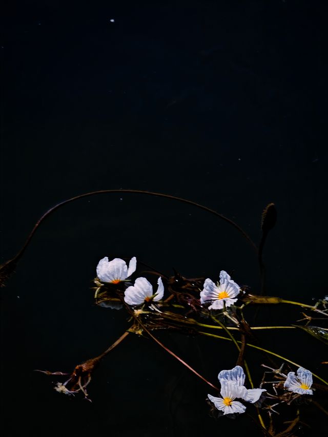 瀘沽湖嘅最後一瞥
