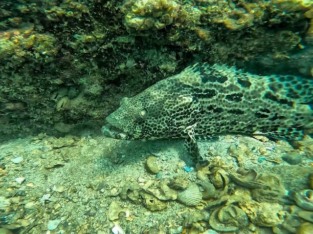 香港東心淇：邂逅小丑魚的浮潛奇遇
