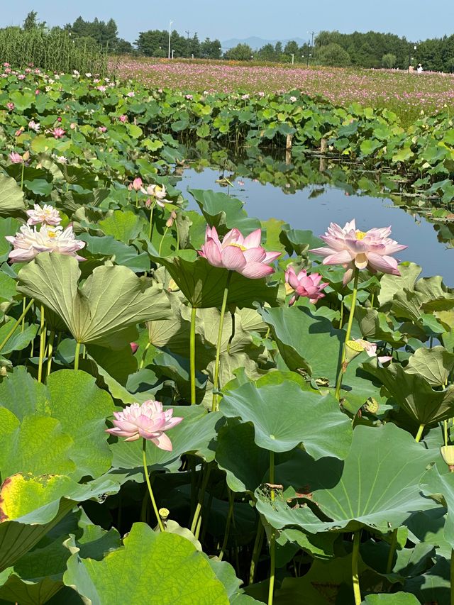 唔好再去西湖同人逼人！湘湖花海賞荷超絕攻略