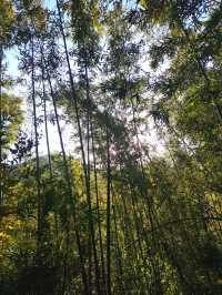上海一日往返莫干山徒步～～打卡天然氧吧
