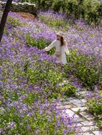 大連闖入莫奈花園！這片紫色花海美到失語～