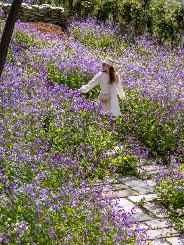 大連闖入莫奈花園！這片紫色花海美到失語～