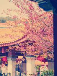 タイトル：廈門の隠れ家的絶景スポット！天竺岩寺で春の紫陽花と禅の世界を満喫