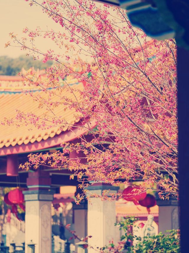 タイトル：廈門の隠れ家的絶景スポット！天竺岩寺で春の紫陽花と禅の世界を満喫