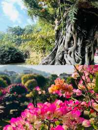 邂逅芒市｜解鎖小眾秘境，開啟美食與風情之旅