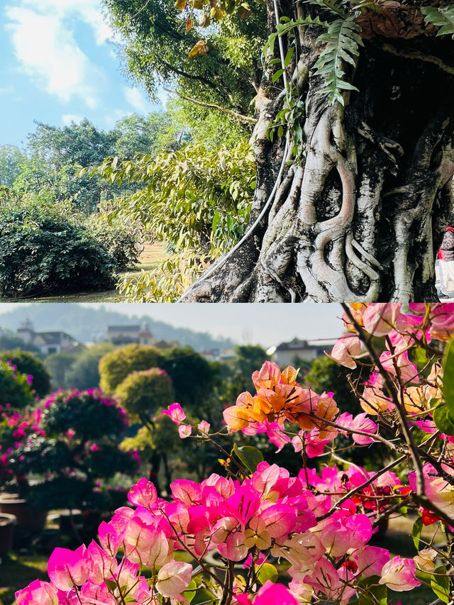 邂逅芒市｜解鎖小眾秘境，開啟美食與風情之旅