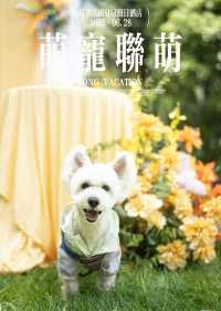 昆明古滇皇冠-宠物联盟