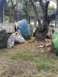 湖州龍之夢動物世界 | 沉浸式親子遊&動物探秘指南