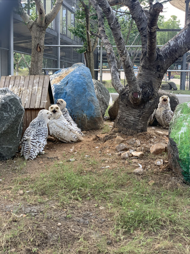 湖州龍之夢動物世界 | 沉浸式親子遊&動物探秘指南