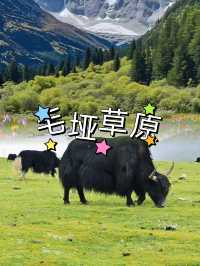 毛埡草原超全攻略  四川藏區嘅「天上草原」靚到窒息！