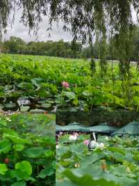同里濕地夏日賞荷攻略 | 打卡這片江南水鄉嘅詩意荷塘