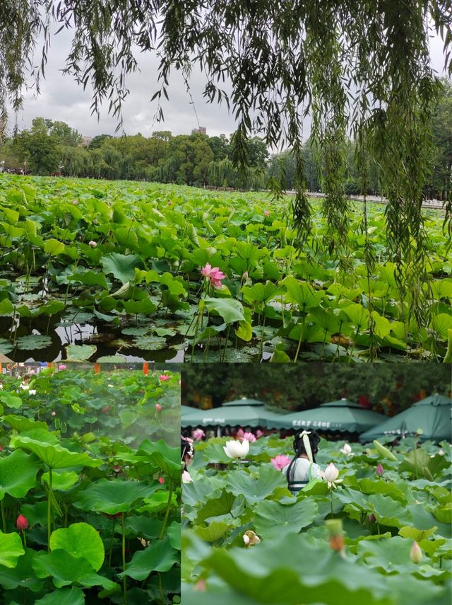 同里濕地夏日賞荷攻略 | 打卡這片江南水鄉嘅詩意荷塘 同里濕地夏日賞荷攻略 | 打卡這片江南水鄉嘅詩意荷塘