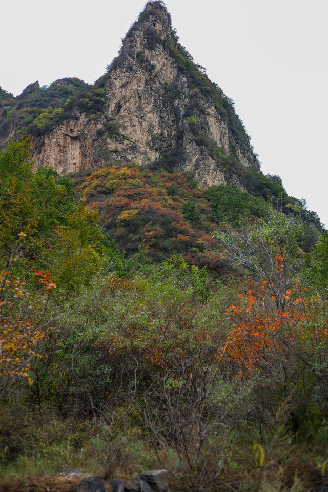 石家莊可以摘蘋果，免費賞紅葉的野山