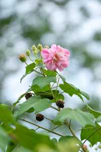 風過木芙蓉，如詩如畫的絕美秋色
