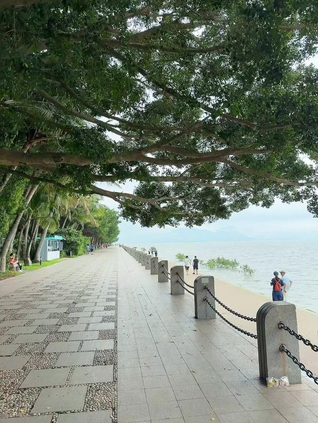 深圳灣必打卡絕美海景