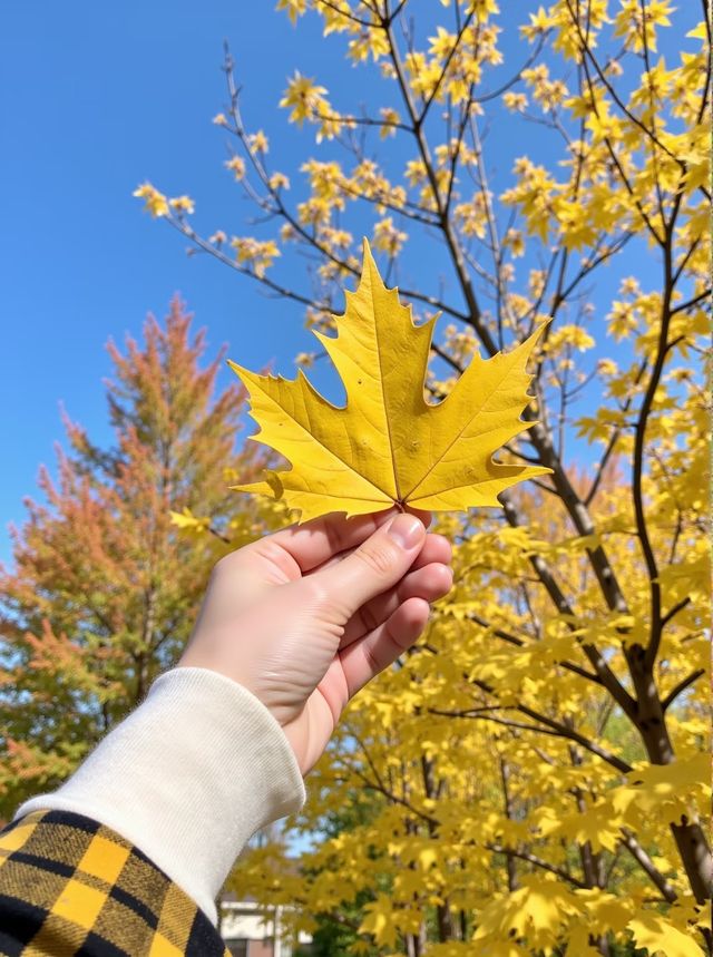 廣東秋日必打卡 銀杏童話世界就在南雄！