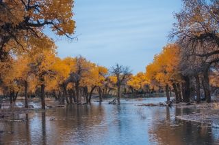 Desert Lake Yanglin Autumn Secret Realm｜A Breathtaking Golden World