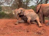 Heartfelt Adventure at the Elephant Orphanage and Giraffe Center