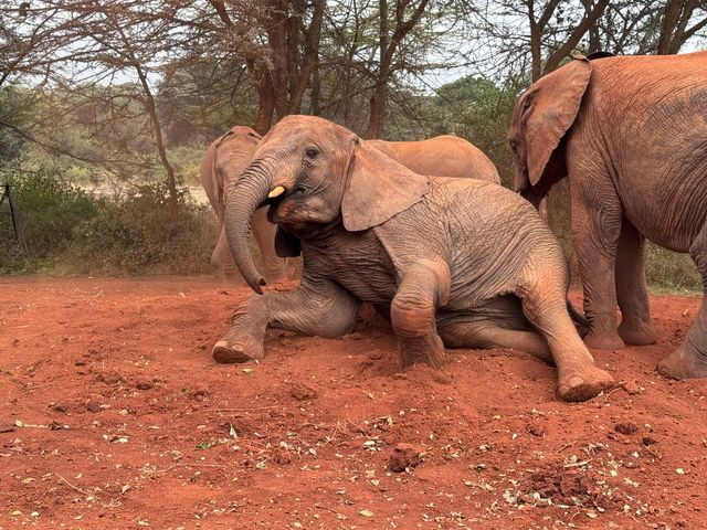 Heartfelt Adventure at the Elephant Orphanage and Giraffe Center