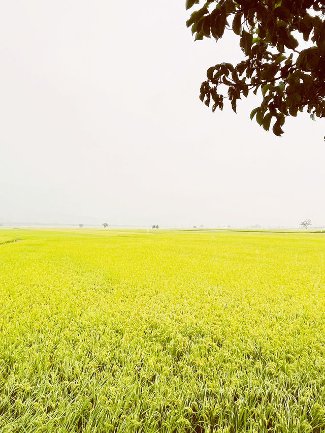 🌾 Brown Avenue: Where Golden Rice Fields Meet Infinite Skies! 🌤️