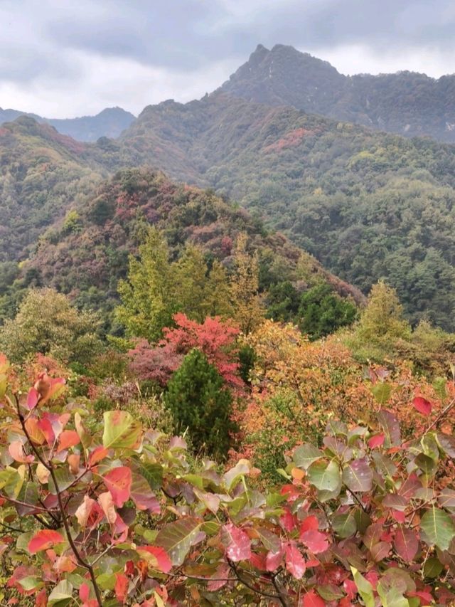 秋染天子峪紅黃配！！！