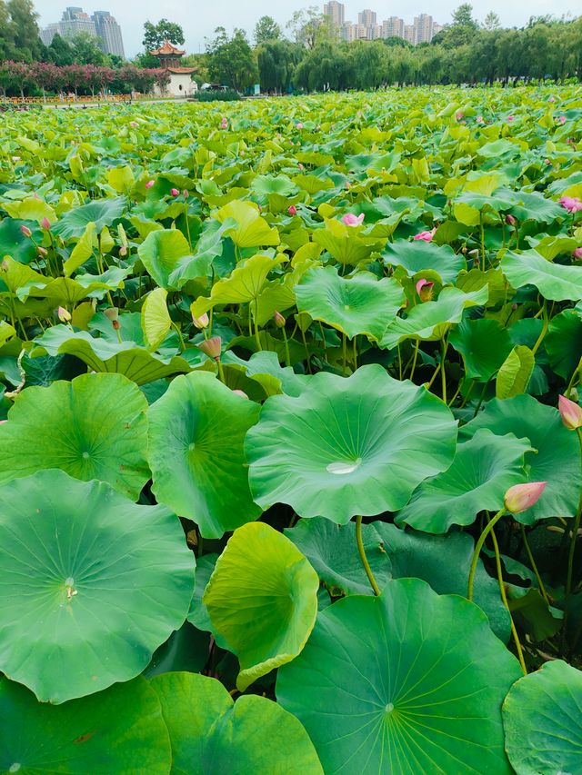 昆明必逛的名樓勝景——大觀樓