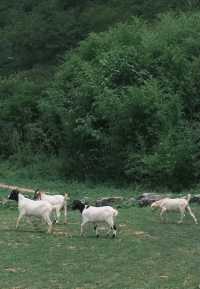 高山草原度假指南