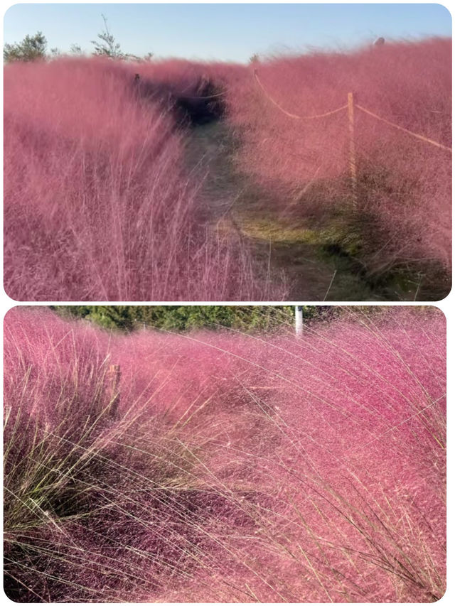 上海秋日限定🩷粉黛草花海 上海秋日限定🩷粉黛草花海