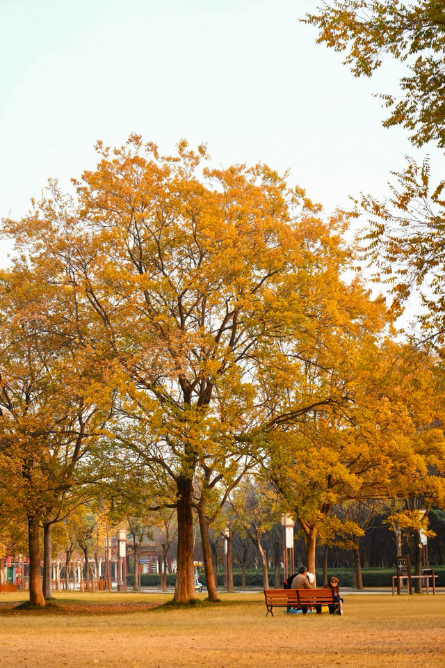 洛陽秋天所有的顏色都藏在隋唐植物園裡