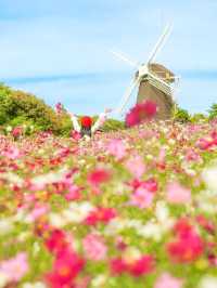 大阪粉白花海拍照聖地