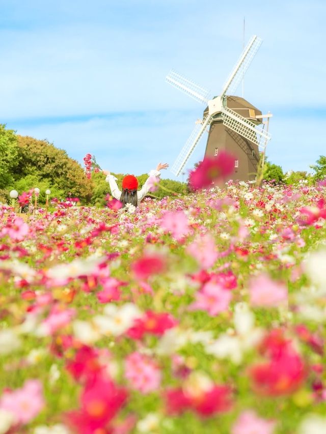 大阪粉白花海拍照聖地