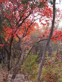 11月博山九龍峪遊玩攻略：萬畝紅葉+網紅玩法，承包秋日浪漫
