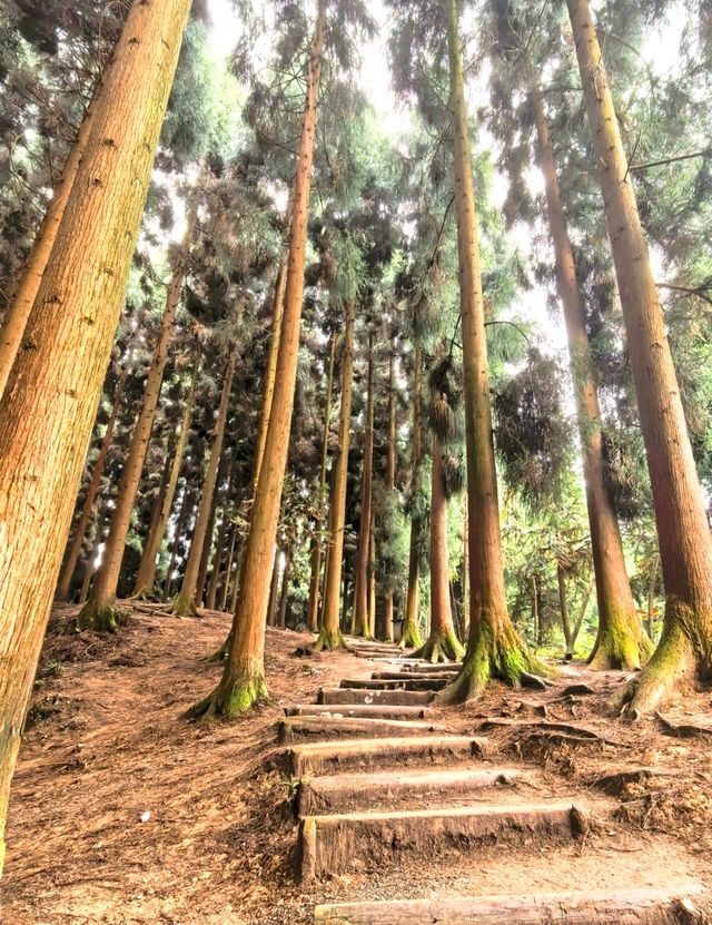 暮光森林秘境 暮光森林秘境