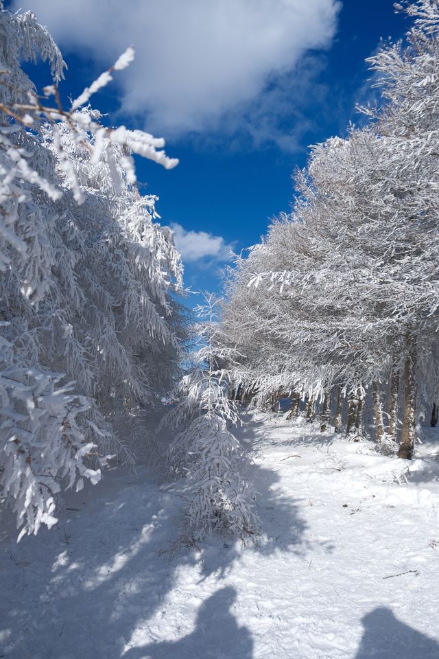 樺皮嶺踏雪：樺皮嶺會懲罰每一個不帶工具的人！